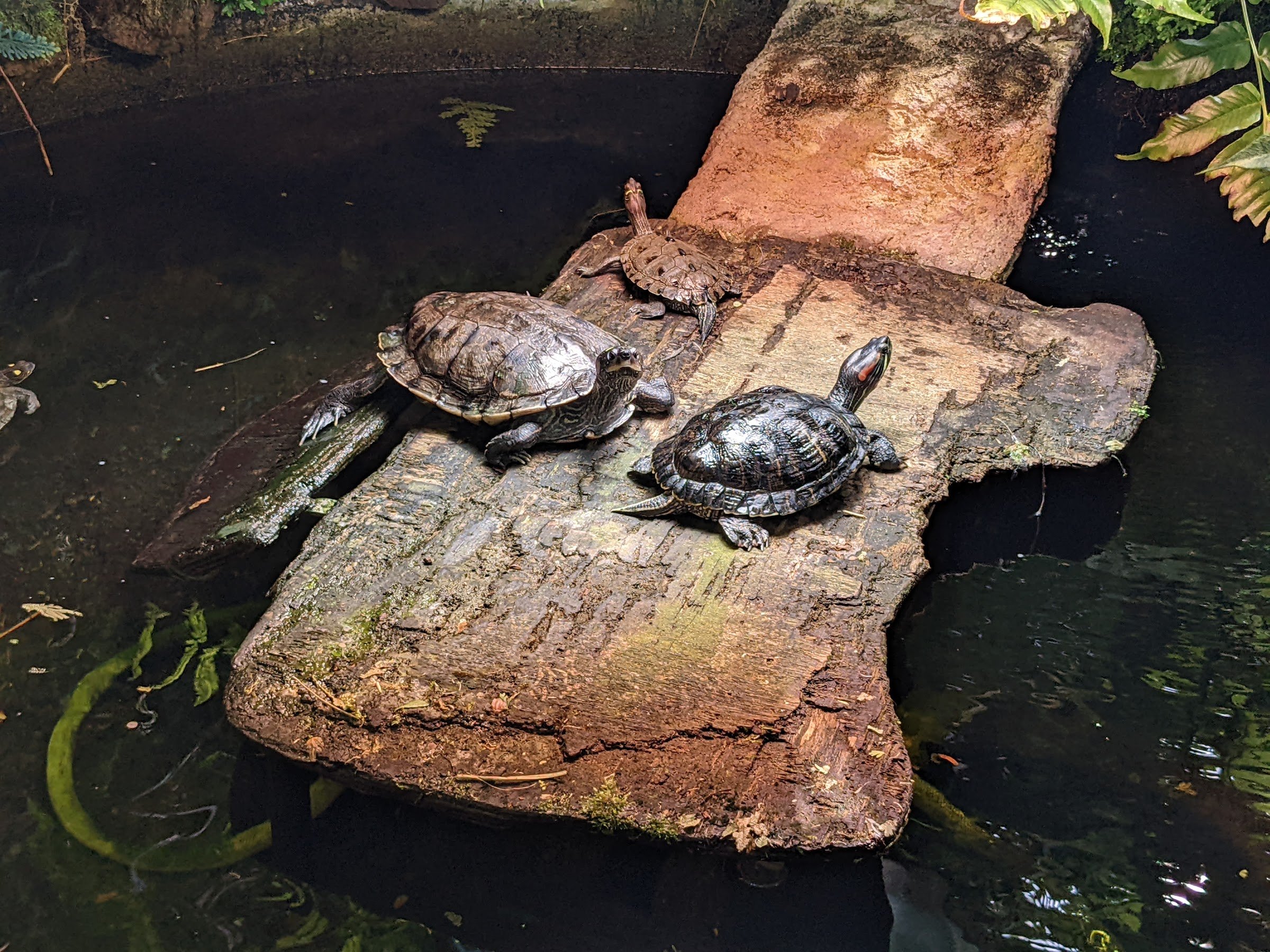 Botanischer Garten (Universität Kiel)